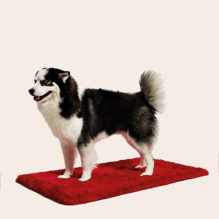 Le Tapis Rouge, Tappeto per Cani 100x65cm