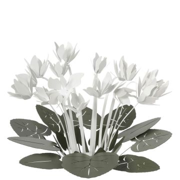 Ciclamino, Centrotavola Bianco